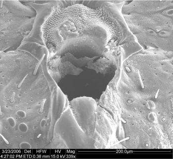 Media type: image;   Invertebrate Zoology 134693